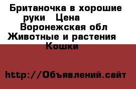 Британочка в хорошие руки › Цена ­ 500 - Воронежская обл. Животные и растения » Кошки   